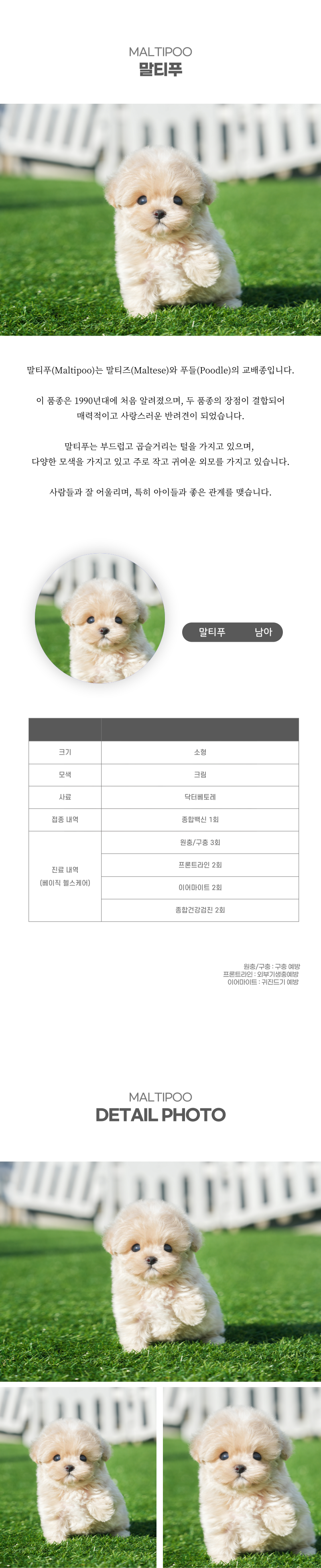 말티푸_상세이미지_2